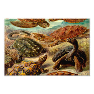 Ernst Haeckel Naturalista Photo Print