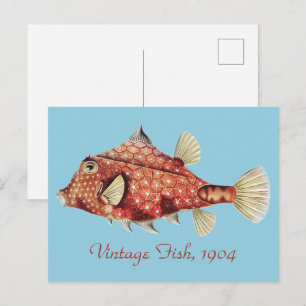 Ernst Haeckel Nautical Red Boxfish Sea Life Postcard