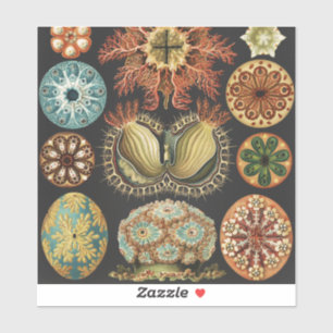 Ernst Haeckel Nautical Sea Life Art Collage
