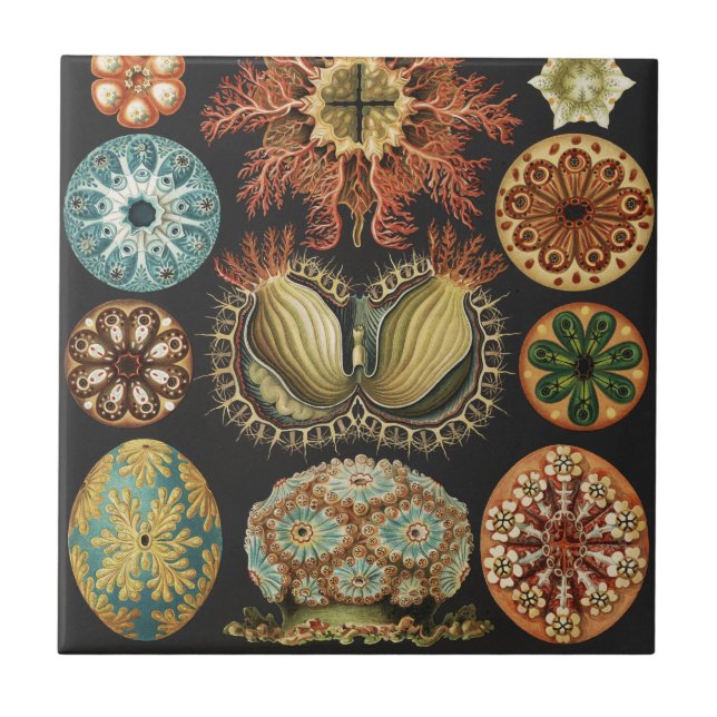 Ernst Haeckel Nautical Sea Life Art Collage Ceramic Tile (Front)