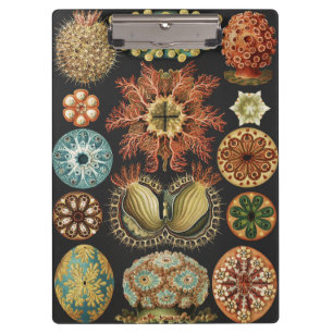 Ernst Haeckel Nautical Sea Life Art Collage Clipboard