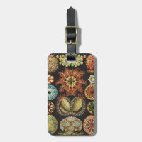 Ernst Haeckel Nautical Sea Life Art Collage
