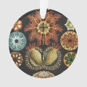 Ernst Haeckel Nautical Sea Life Art Collage Ornament