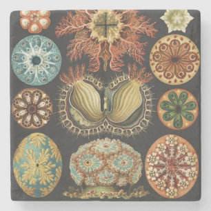Ernst Haeckel Nautical Sea Life Art Collage Stone Coaster