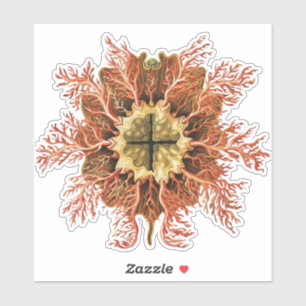 Ernst Haeckel Nautical Tunicate Red Sea Life Art