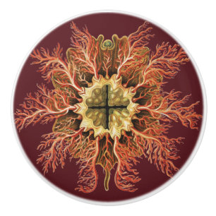 Ernst Haeckel Nautical Tunicate Red Sea Life Art Ceramic Knob