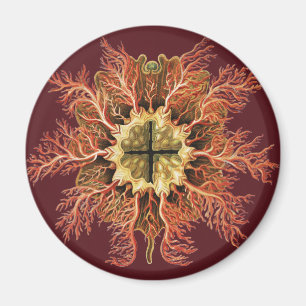 Ernst Haeckel Nautical Tunicate Red Sea Life Art Magnet