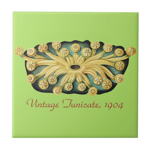 Ernst Haeckel Nautical Yellow Sunburst Art Ceramic Tile (Front)