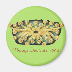 Ernst Haeckel Nautical Yellow Sunburst Art Magnet