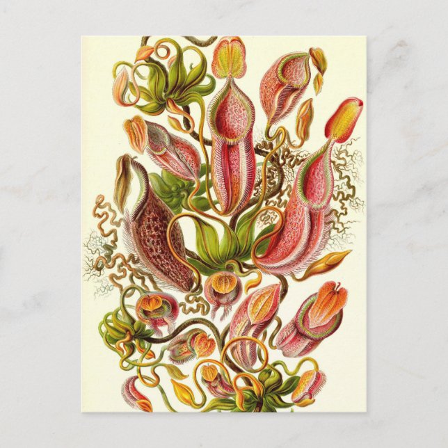Ernst Haeckel - Nepenthaceae Postcard (Front)
