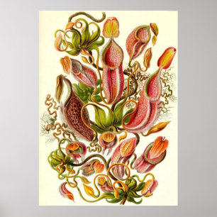 Ernst Haeckel - Nepenthaceae Poster