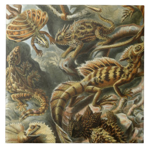 Ernst Haeckel old fashion illustration Lacertilia Tile