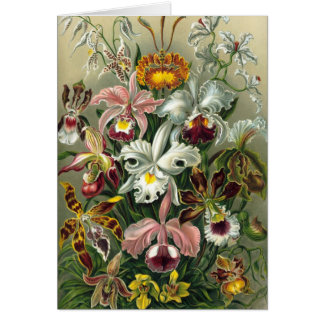 Ernst Haeckel - Orchidae