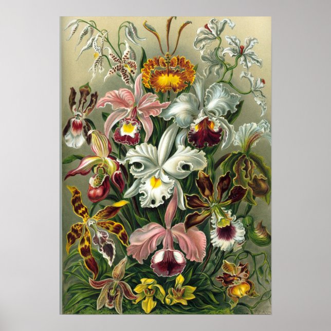 Ernst Haeckel - Orchidae Poster (Front)