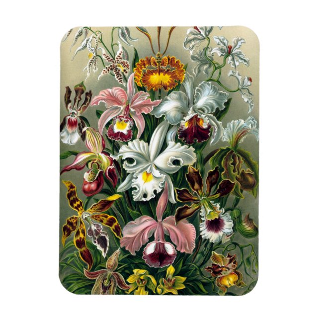 Ernst Haeckel Orchidea Magnet (Vertical)
