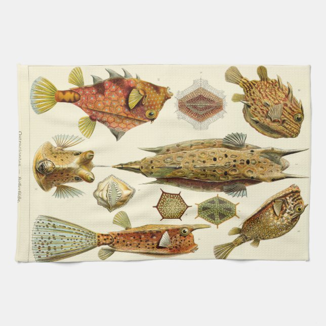Ernst Haeckel Ostraciontes boxfish cowfish Tea Towel (Horizontal)
