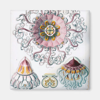 Ernst Haeckel Peromedusae Jellyfish Magnet