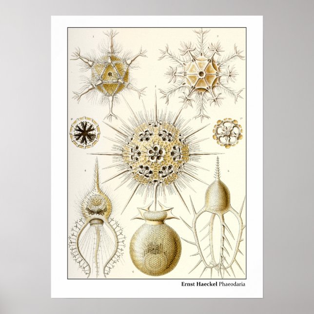 Ernst Haeckel Phaeodaria Poster (Front)