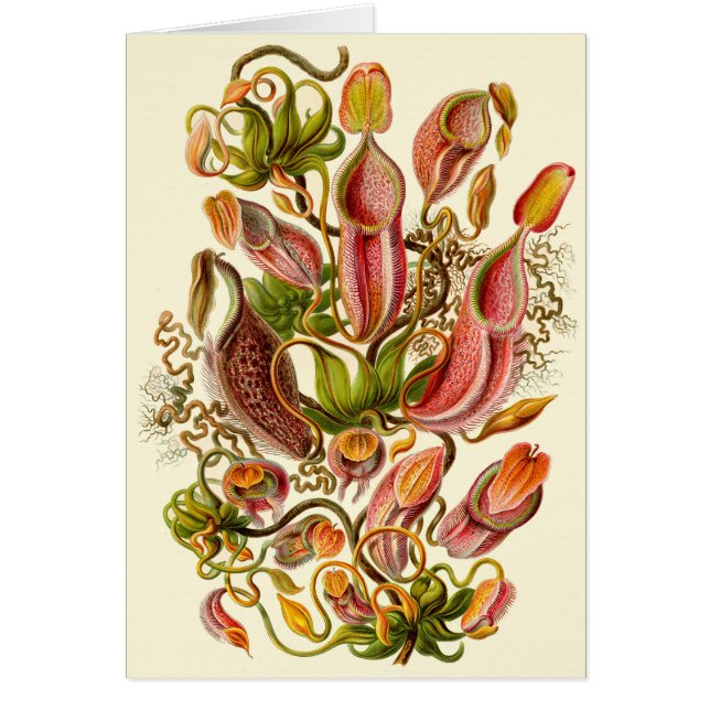 Ernst Haeckel Pitcher Plant All-Occasion Card (Front)