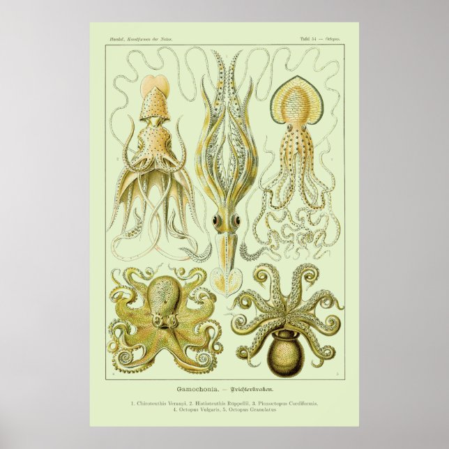 Ernst Haeckel Poster (Front)