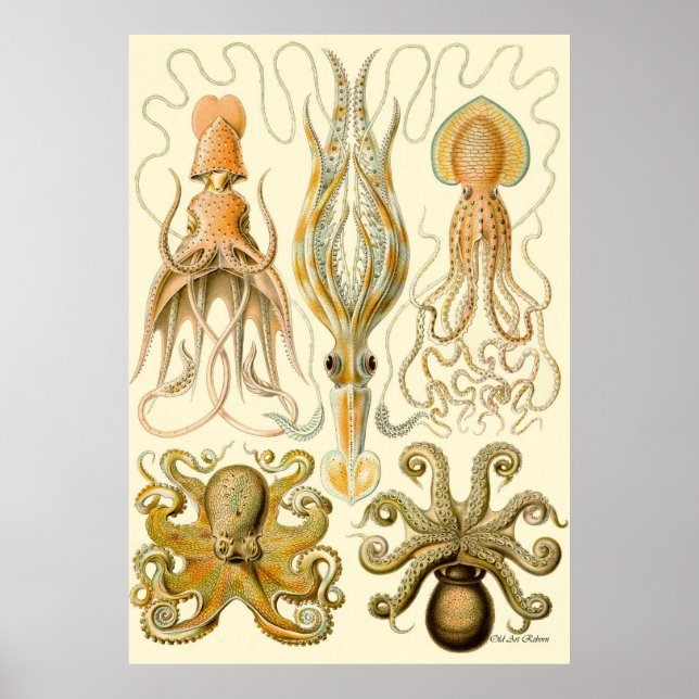 Ernst Haeckel Poster ~ Tafel (Front)