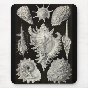 Ernst Haeckel - Prosobranchia Mouse Pad