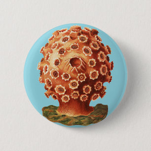Ernst Haeckel Red Coral Nautical Sea Life 6 Cm Round Badge