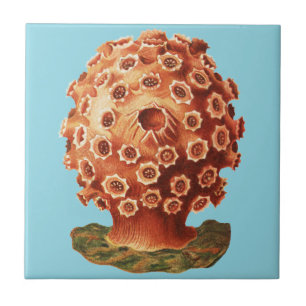 Ernst Haeckel Red Coral Nautical Sea Life Ceramic Tile