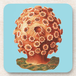 Ernst Haeckel Red Coral Nautical Sea Life Coaster