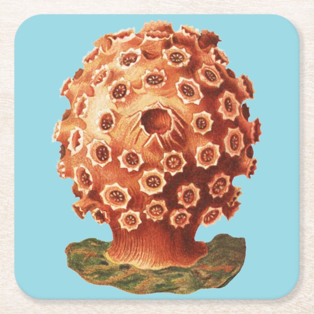 Ernst Haeckel Red Coral Nautical Sea Life Square Paper Coaster (Front)