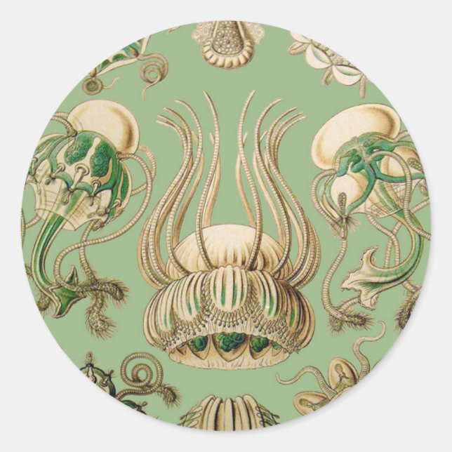 Ernst Haeckel’s Narcomedusae Classic Round Sticker (Front)