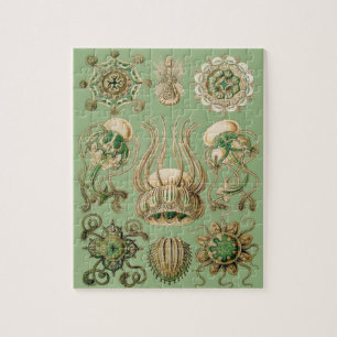 Ernst Haeckel’s Narcomedusae Jigsaw Puzzle