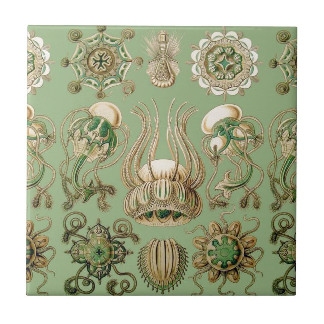 Ernst Haeckel’s Narcomedusae Tile (Front)