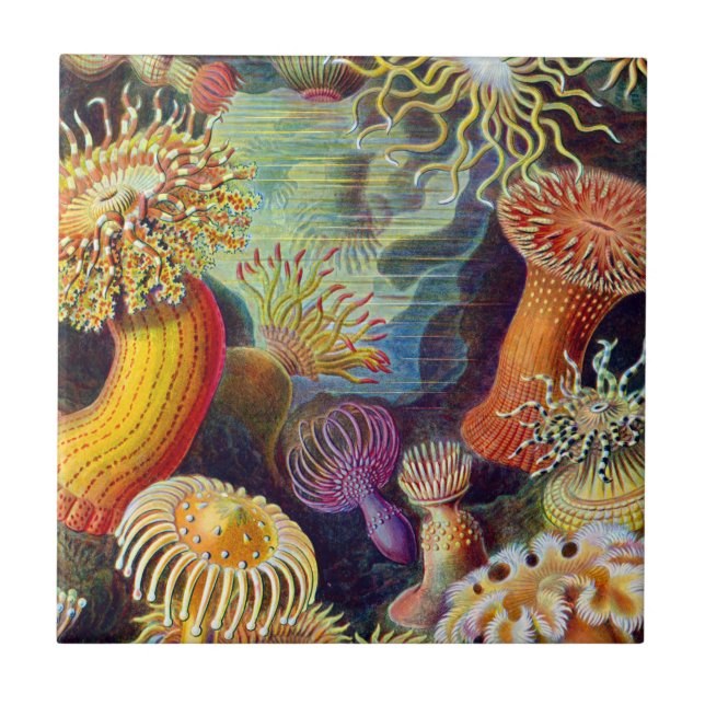 Ernst Haeckel Sea Anemones Marine:Actiniae Ceramic Tile (Front)