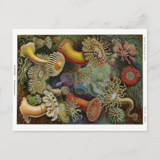 Ernst Haeckel Sea Anemones Postcard