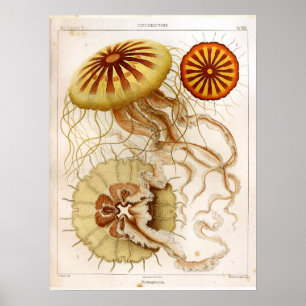 Ernst Haeckel SeaLife Ocean Jellyfish Art Print