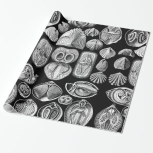 Ernst Haeckel Spirobranchia Wrapping Paper