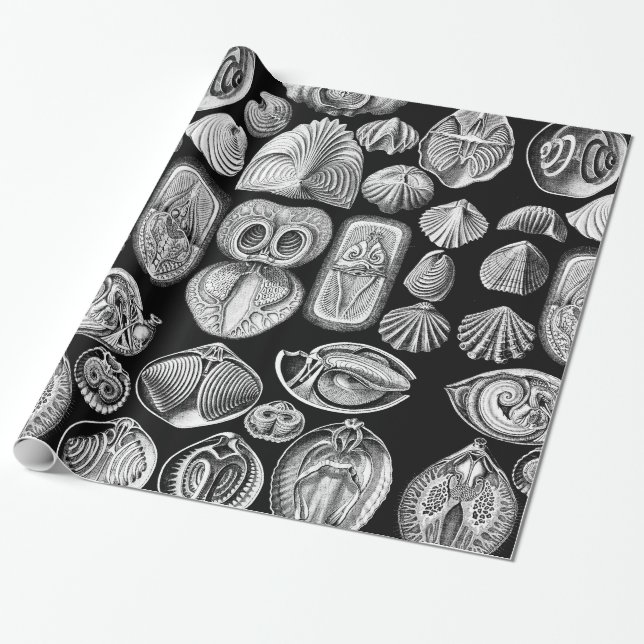Ernst Haeckel Spirobranchia Wrapping Paper (Unrolled)