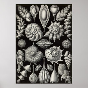Ernst Haeckel - Thalamophora2 Poster