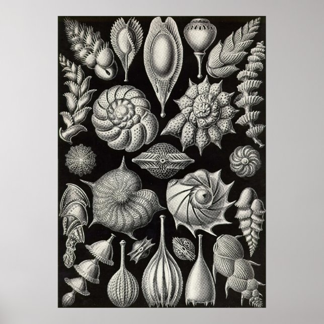Ernst Haeckel - Thalamophora2 Poster (Front)