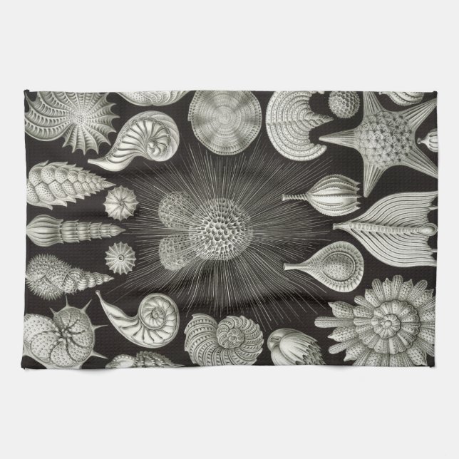 Ernst Haeckel Thalamphora Shells Tea Towel (Horizontal)