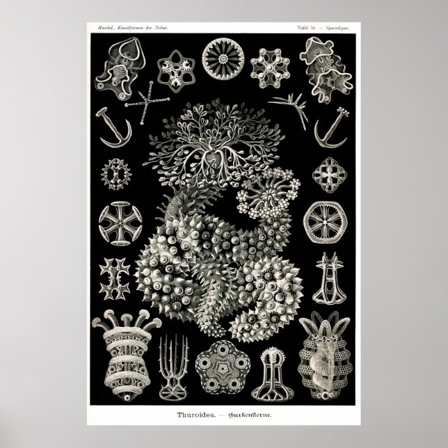 Ernst Haeckel Thuroidea Sea Cucumbers Poster (Front)