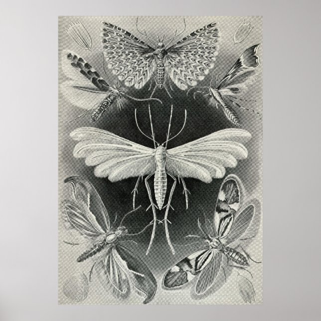 Ernst Haeckel - Tineida Poster (Front)