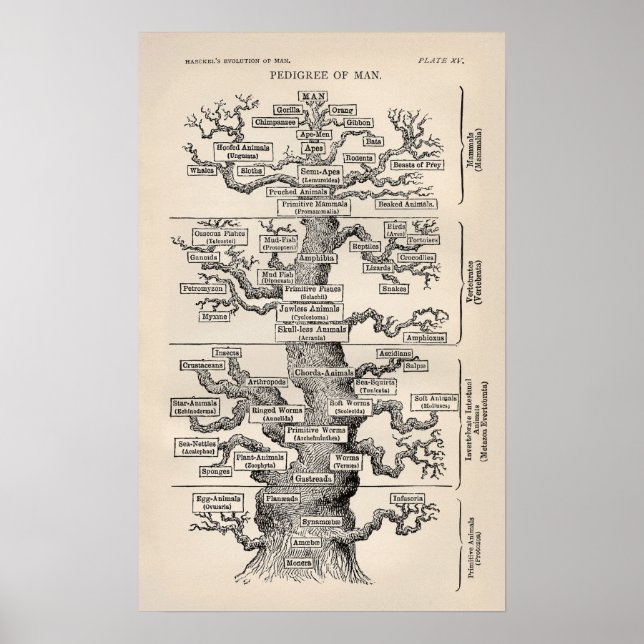 Ernst Haeckel Tree of Life Pedigree of Man Evoluti Poster (Front)