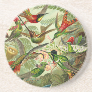 Ernst Haeckel Trochilidae Hummingbird Coaster