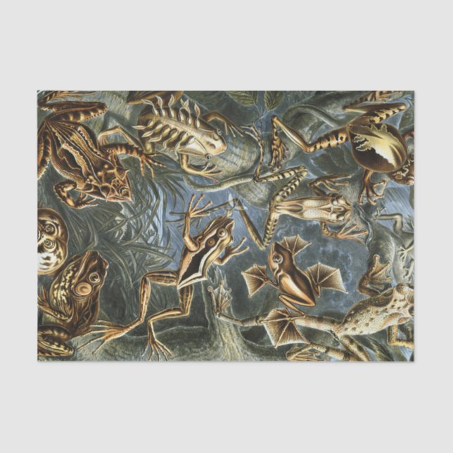 Ernst Haeckel variety of exotic frogs:Batrachia Tissue Paper (Front)