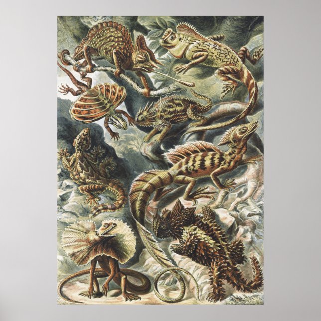 Ernst Haeckel Vintage Reptile Lizard Nature Art Poster (Front)