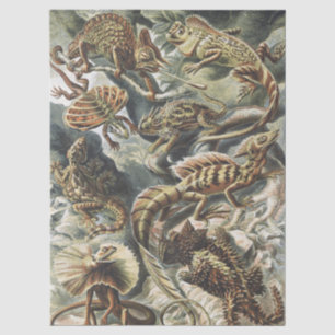 Ernst Haeckel Vintage Reptile Lizard Nature Art Tissue Paper