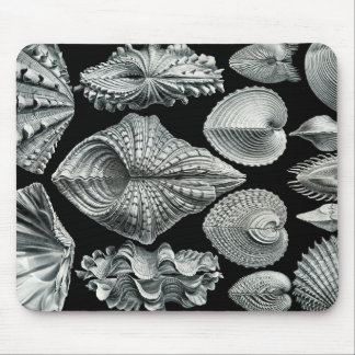 Ernst Haeckel Vintage Shells Mousepad