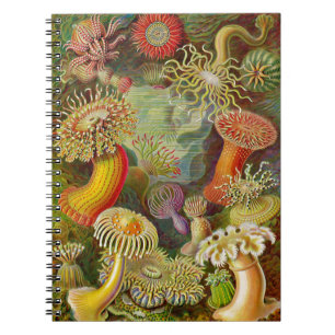 Ernst Haeckel's Actinae Ocean Life Notebook